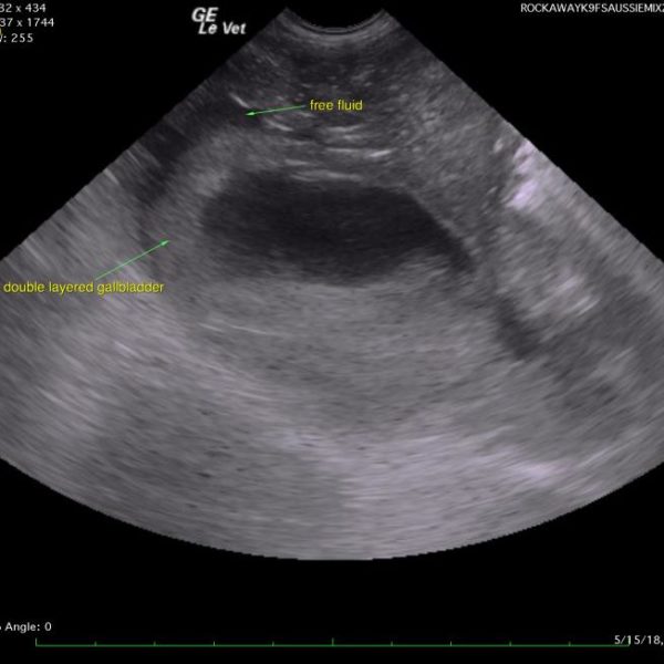 June 2018 Sonopath Case of The Month: Chronic Cholangiohepatitis in a 1-year-old FS Australian Shepherd Mix